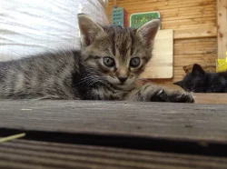 Daruji hravá koťátka do dobrých rukou